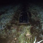 里芋　畑　230624